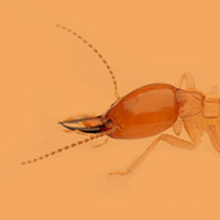 Termite Inspection - Free with Home Inspection